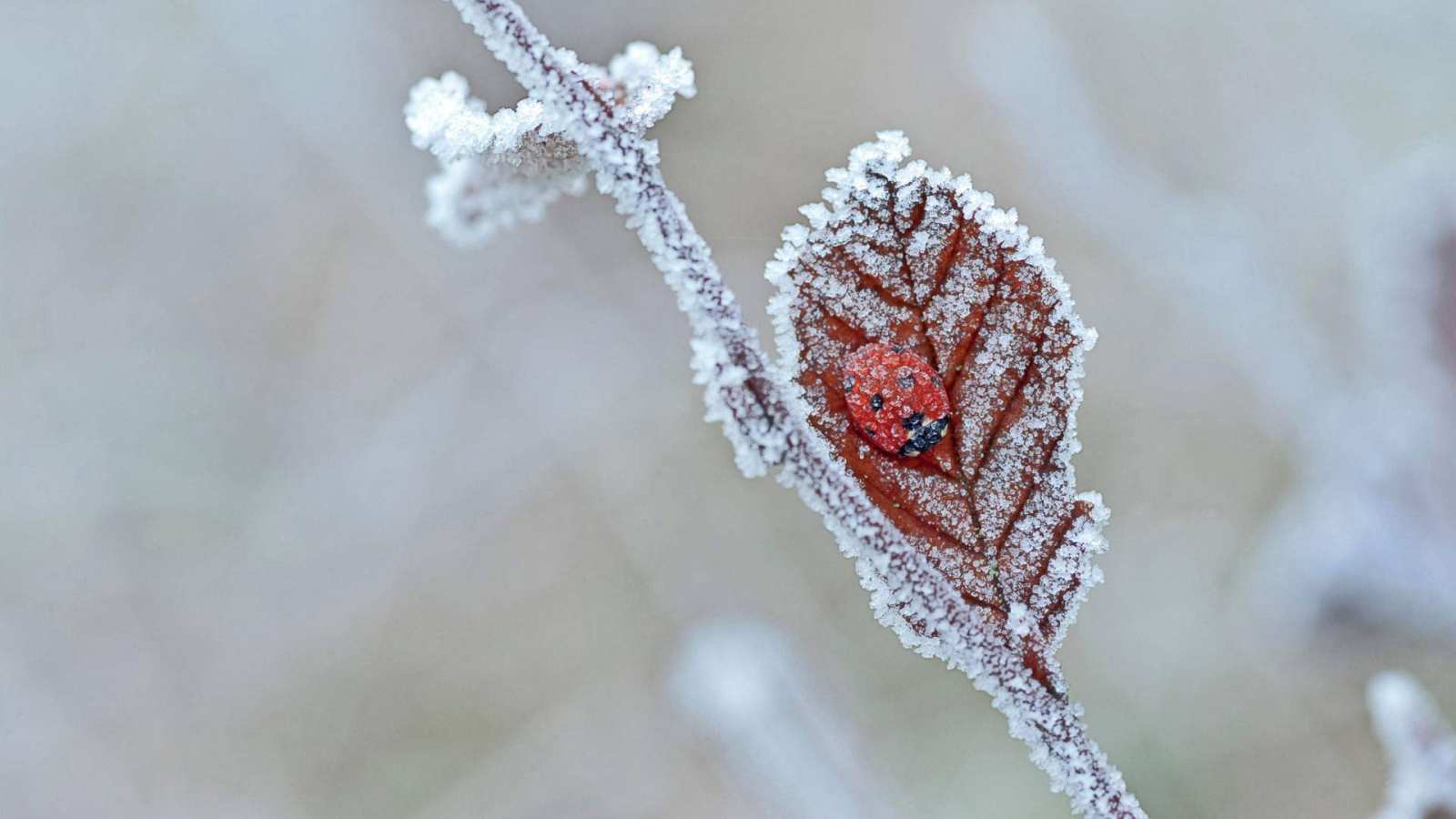 必应壁纸 2019年1月3日 一只冬眠的瓢虫，英国特温