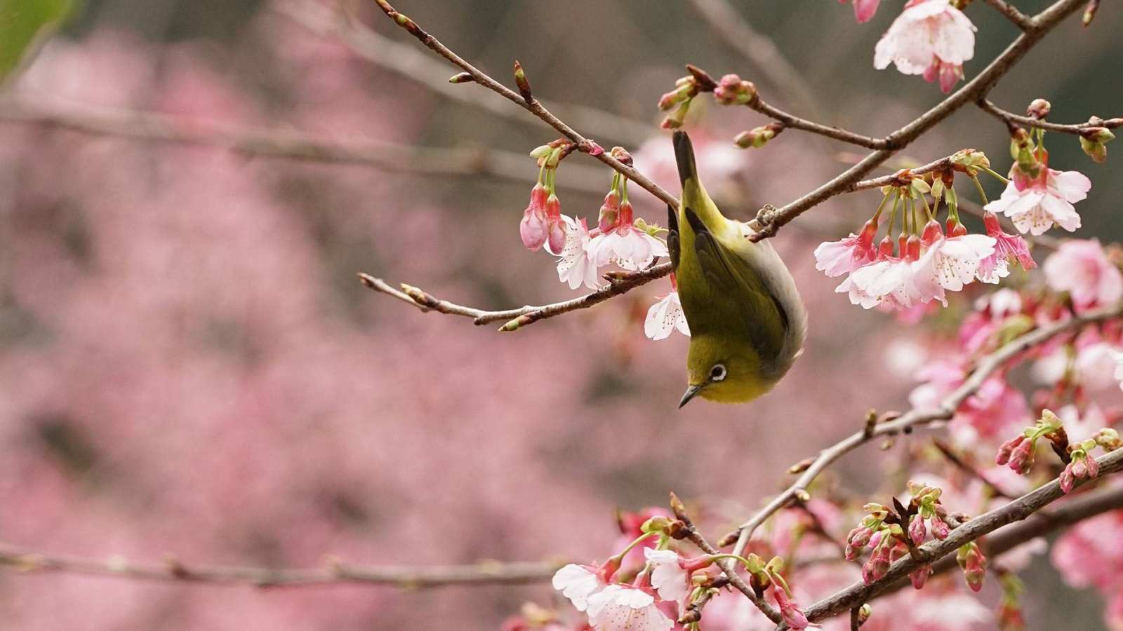 必应壁纸 2017年3月20日 一只在樱花树上嬉戏的绿绣眼