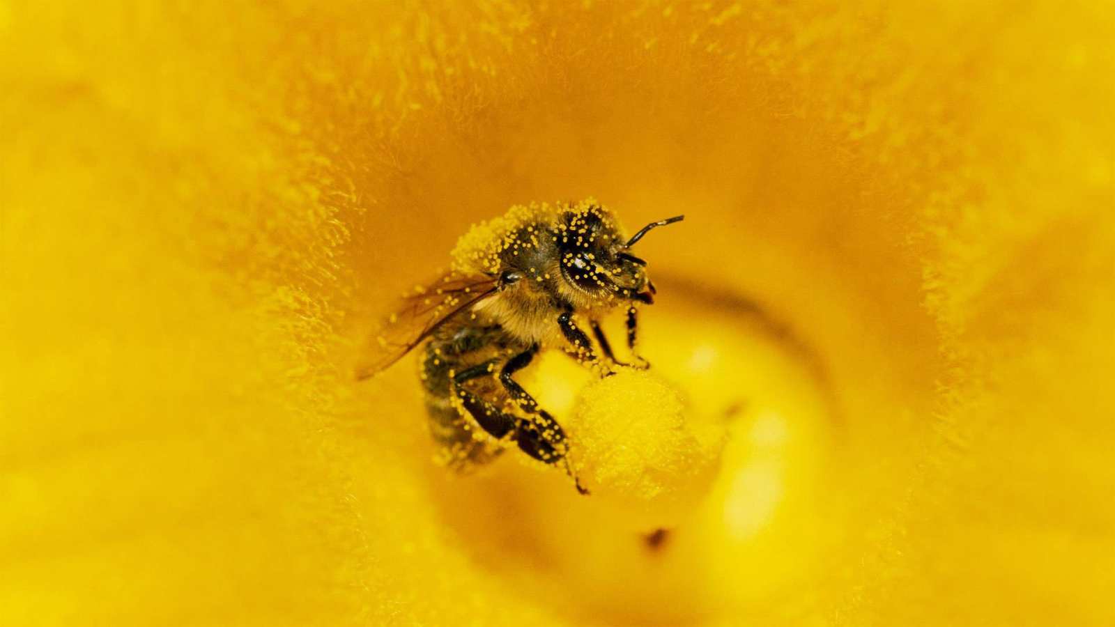 必应壁纸 2019年5月20日 一只身上粘满南瓜花粉的蜜蜂，德国