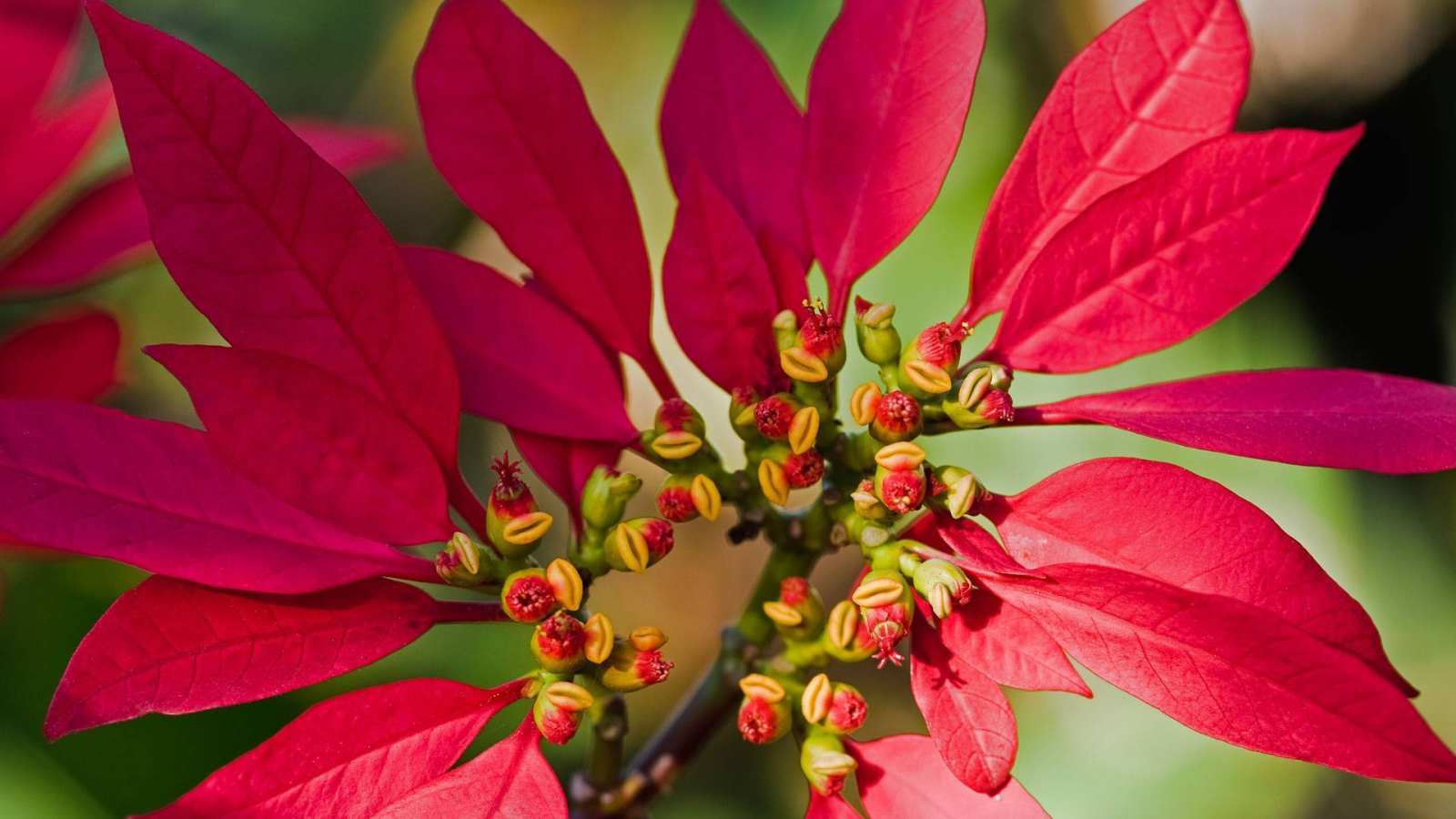 必应壁纸 2018年12月12日 一品红的花蕾