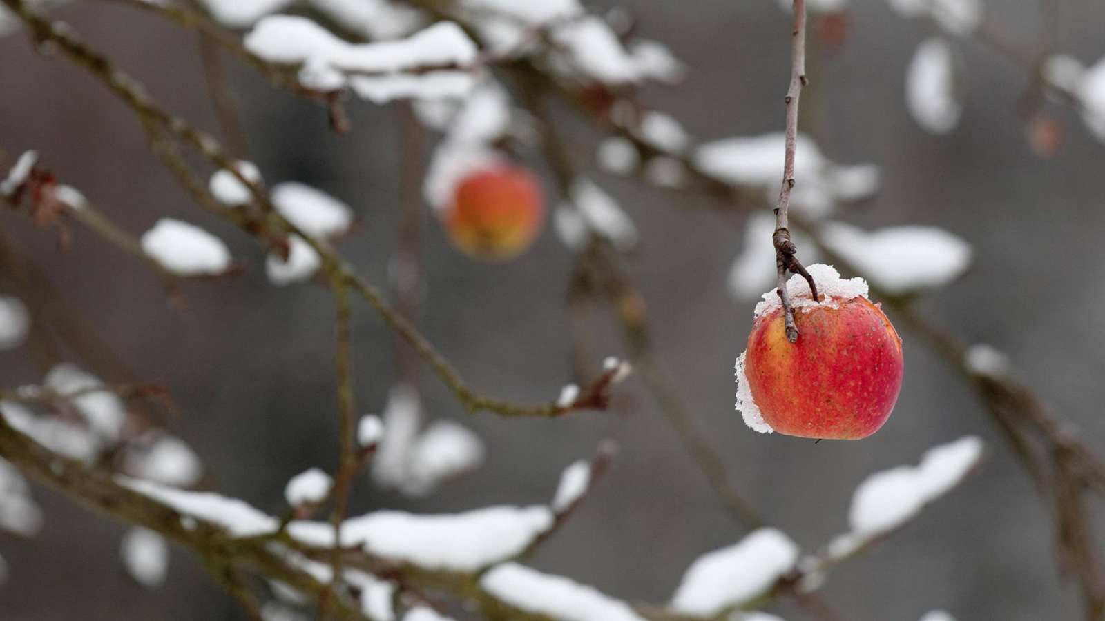 必应壁纸 2020年1月10日 一枚红苹果挂在被大雪压断的树枝上