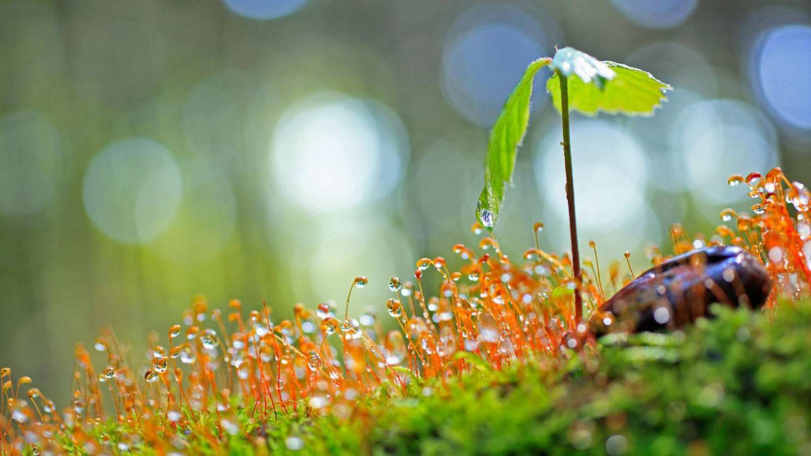 必应壁纸 2017年4月28日 一棵刚萌芽的橡树苗