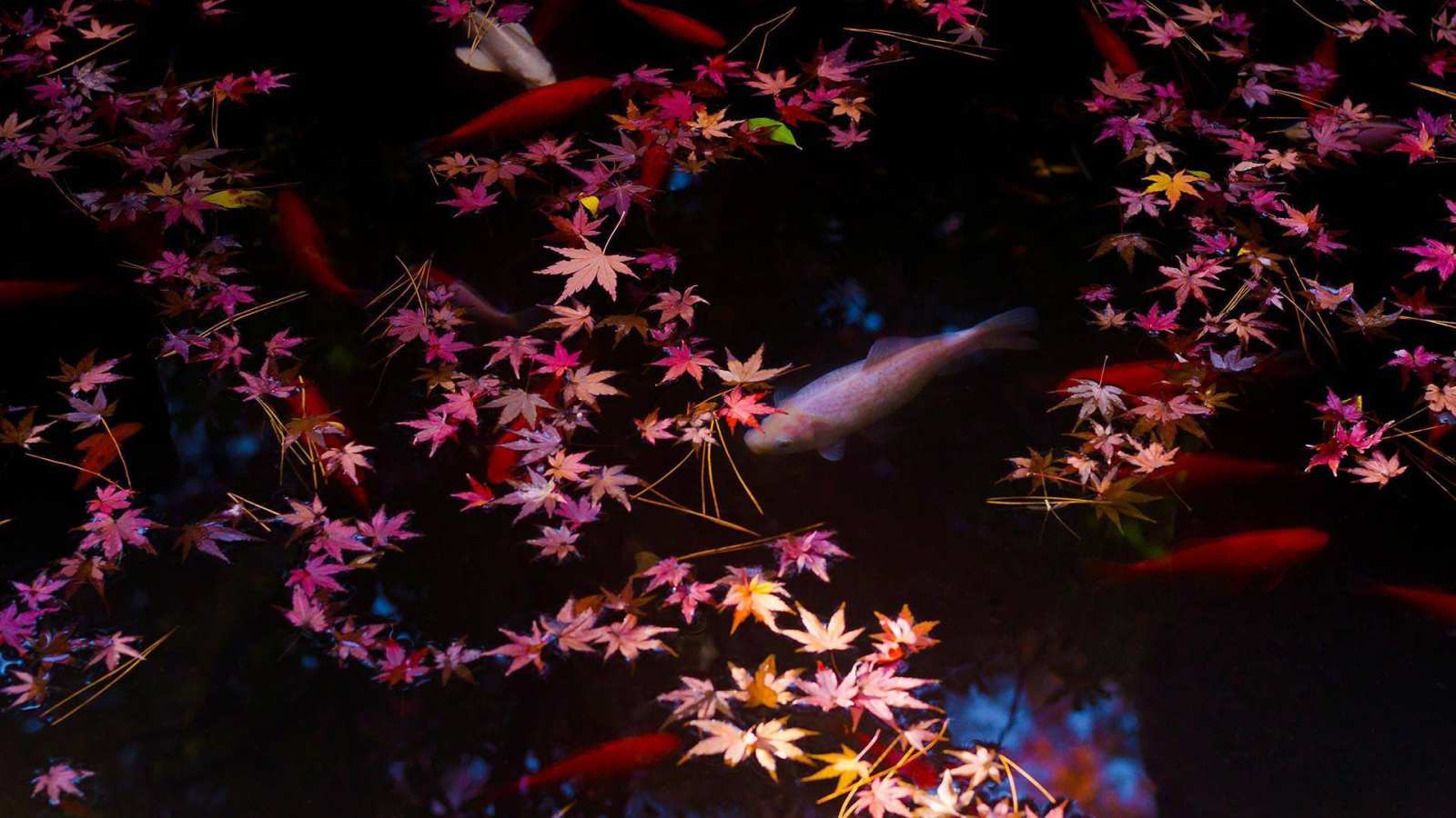 必应壁纸 2019年10月17日 东京的秋叶和金鱼，日本