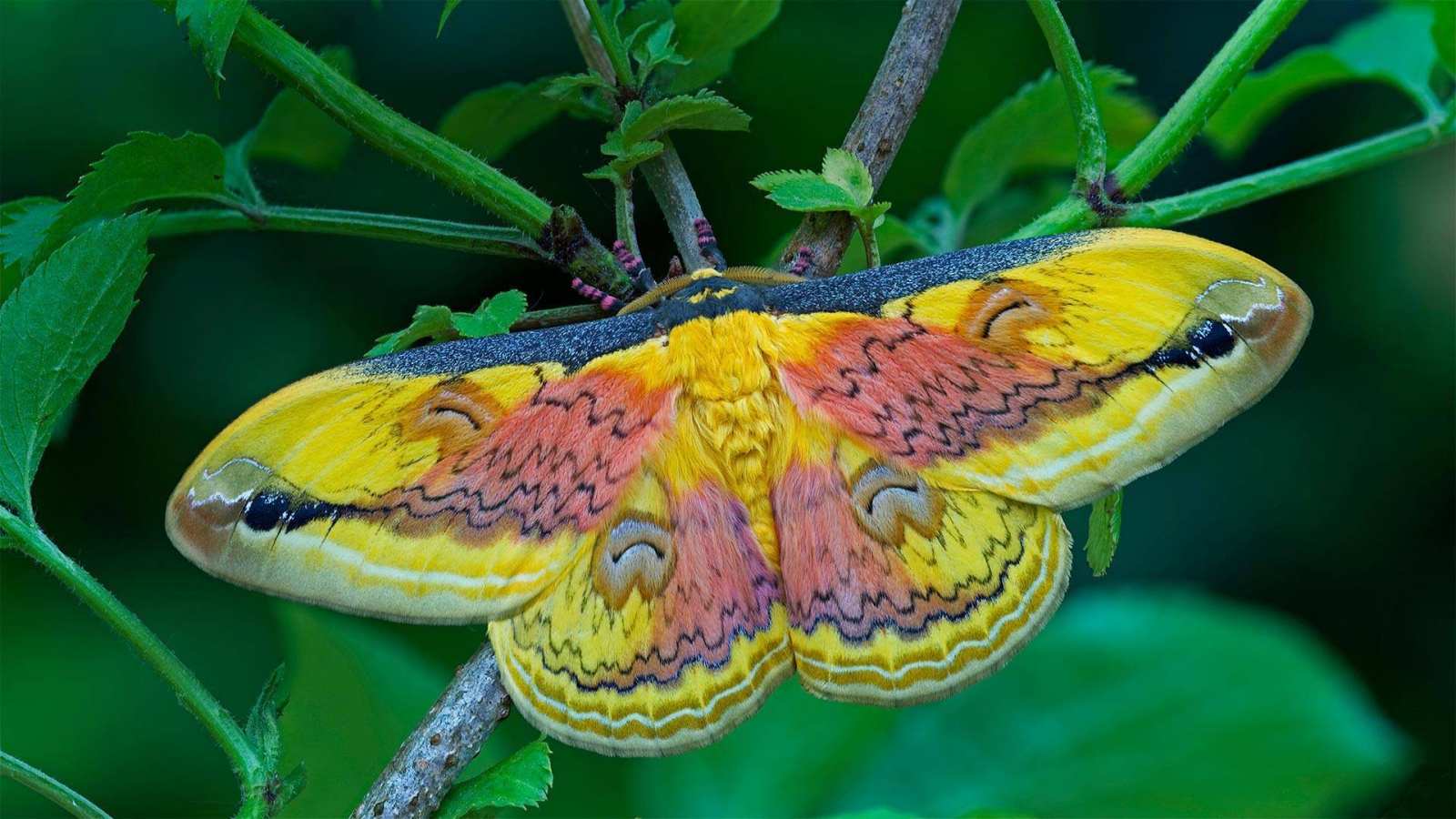 必应壁纸 2021年7月17日 A Loepa oberthuri moth