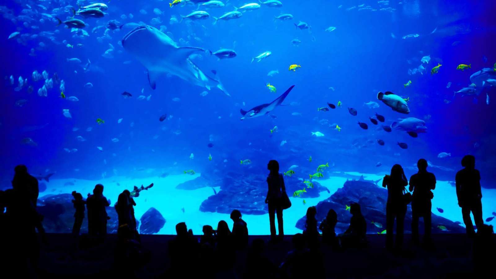 必应壁纸 2018年11月18日 乔治亚水族馆，美国亚特兰大
