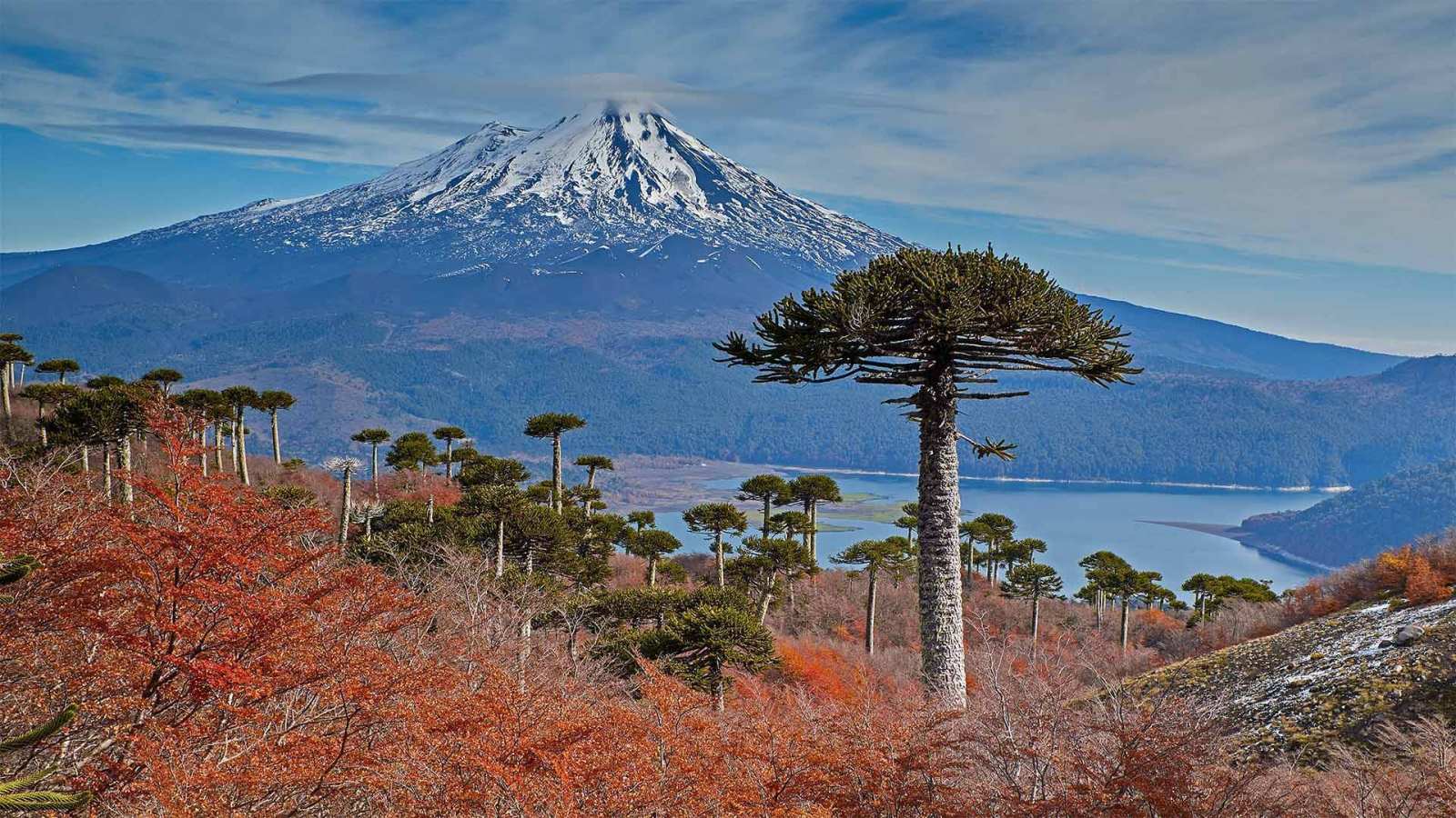 必应壁纸 2021年3月2日 亚伊马火山与前景中的智利南洋杉，智利孔吉利奥国家公园