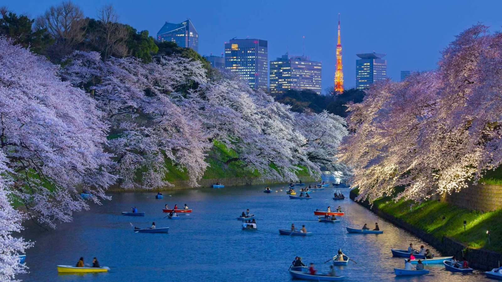 必应壁纸 2020年3月7日 以东京塔为背景皇宫附近盛开的樱花，日本东京