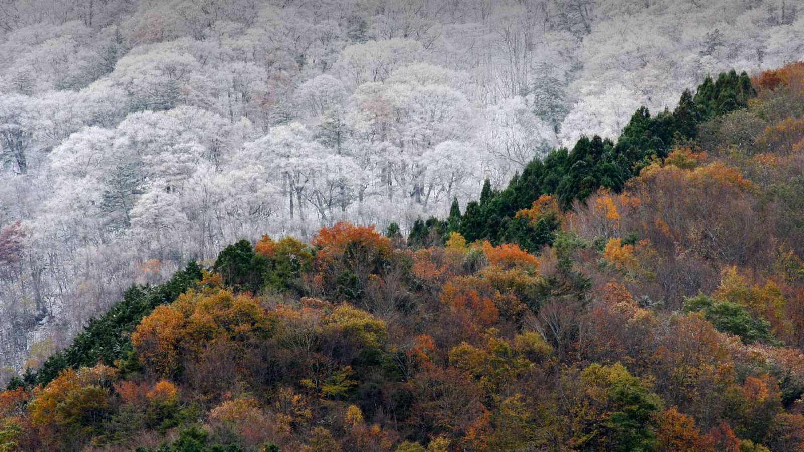 必应壁纸 2019年12月7日 初雪与最后的秋色相会，日本
