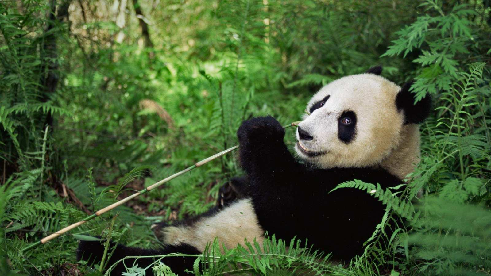必应壁纸 2018年3月16日 卧龙国家级自然保护区的大熊猫，中国四川