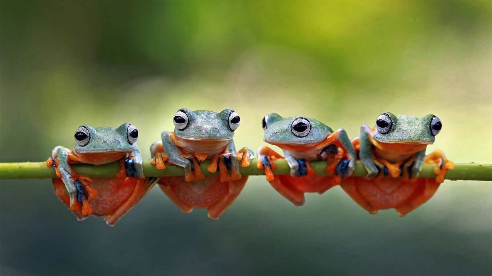 必应壁纸 2021年7月24日 Javan tree frogs sitting together on a stalk in Indonesia