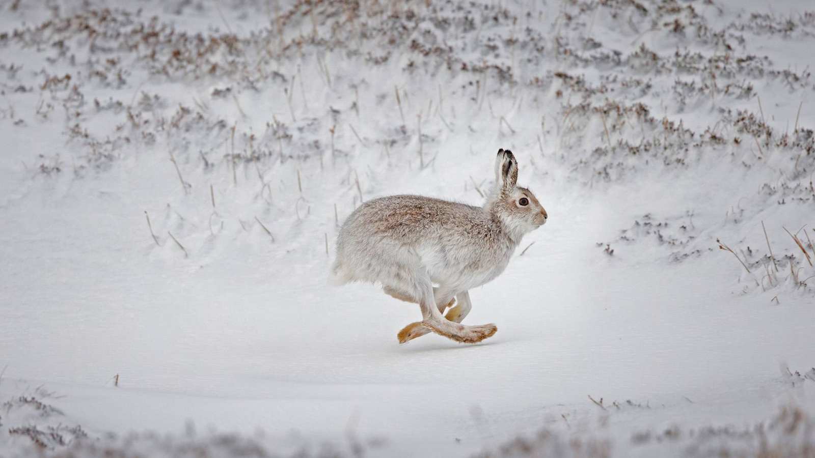 必应壁纸 2021年3月27日 在白雪覆盖的高地上奔跑的雪兔，苏格兰