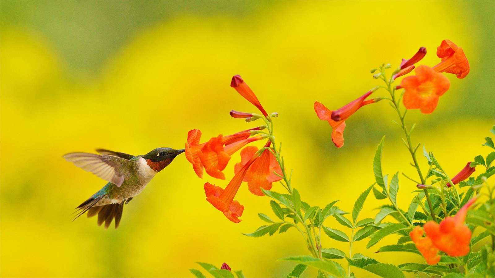 必应壁纸 2020年9月14日 在食用黄钟花的红喉北蜂鸟，德克萨斯州丘陵地