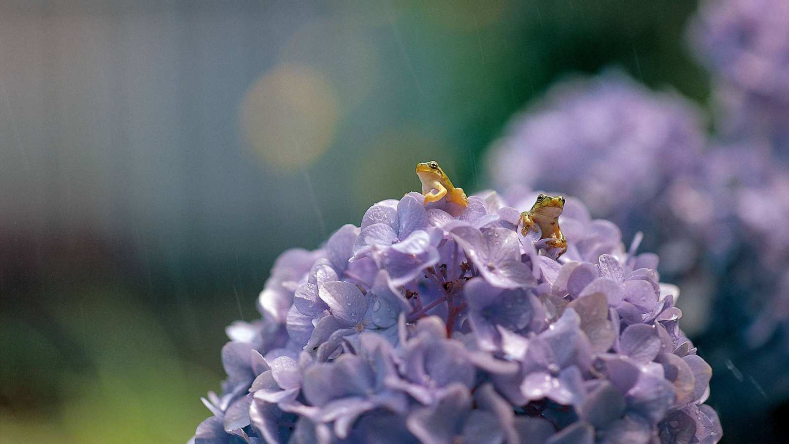 必应壁纸 2019年6月14日 大叶绣球花上的一对日本树蛙，日本滋贺