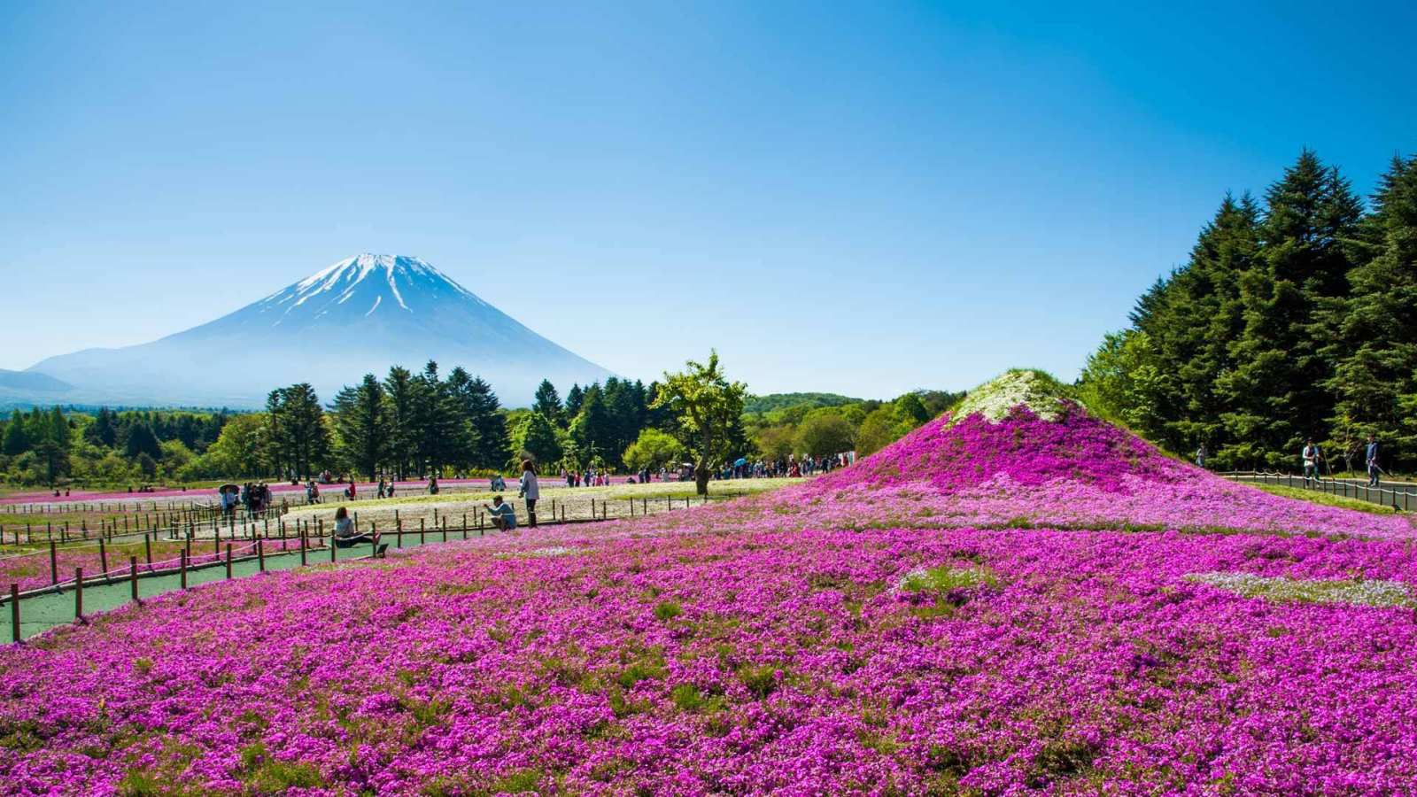 必应壁纸 2019年6月11日 富士山与丛生福禄考花田，日本山梨县
