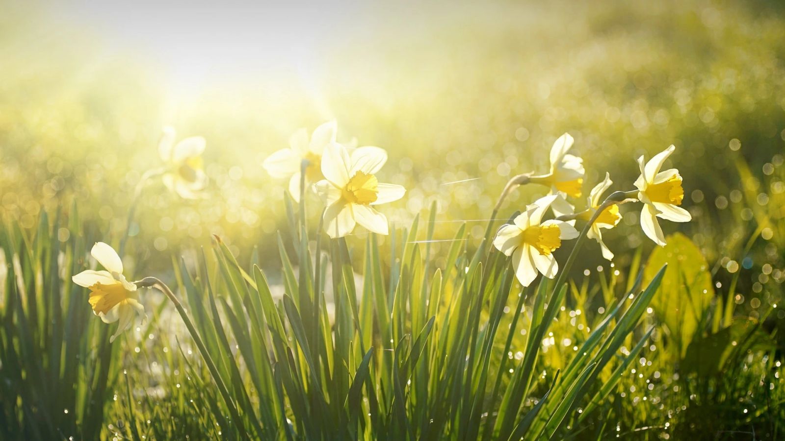 必应壁纸 2025年4月8日 芬芳清新的春天