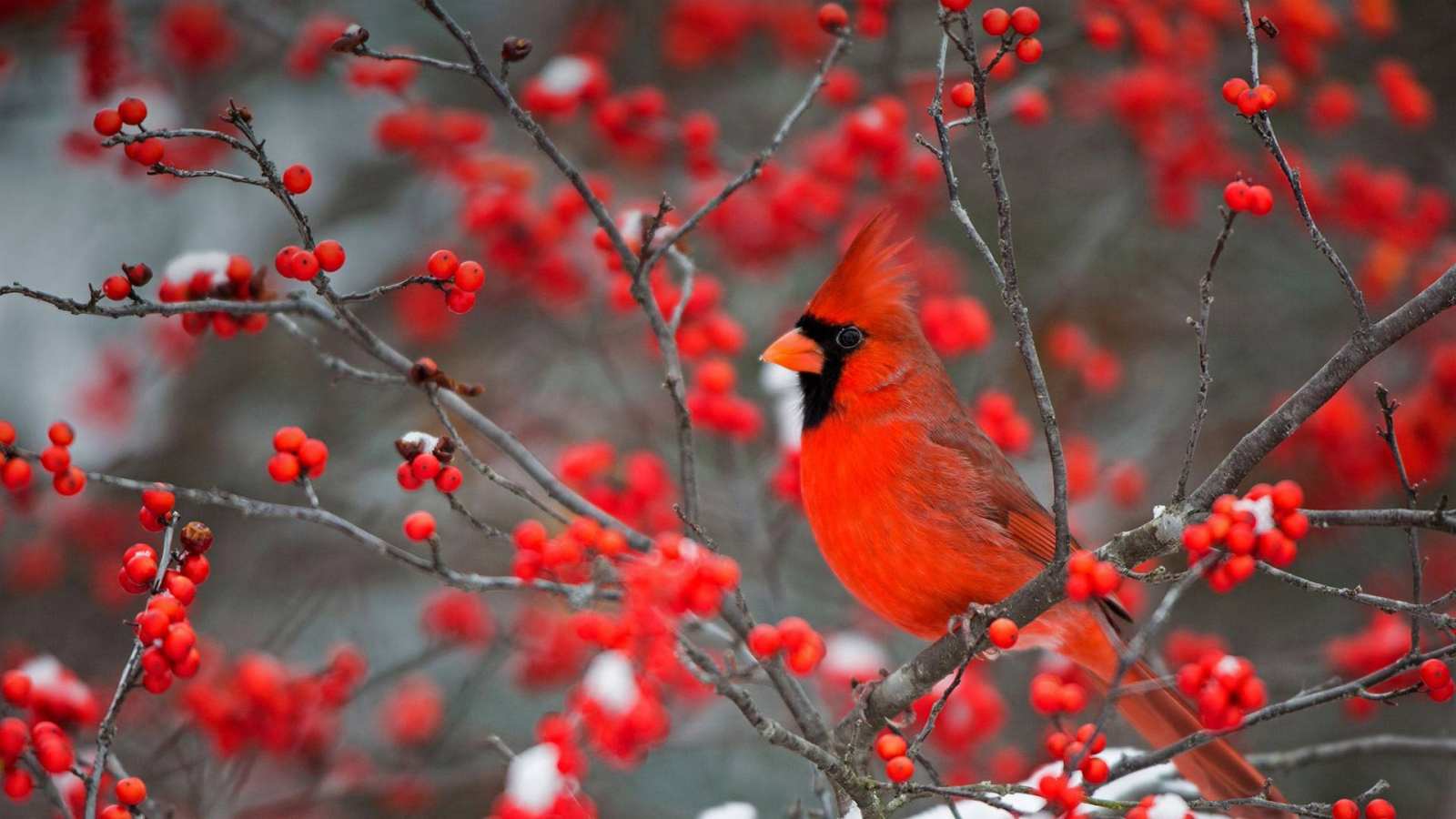 必应壁纸 2022年12月19日 一抹鲜艳的色彩