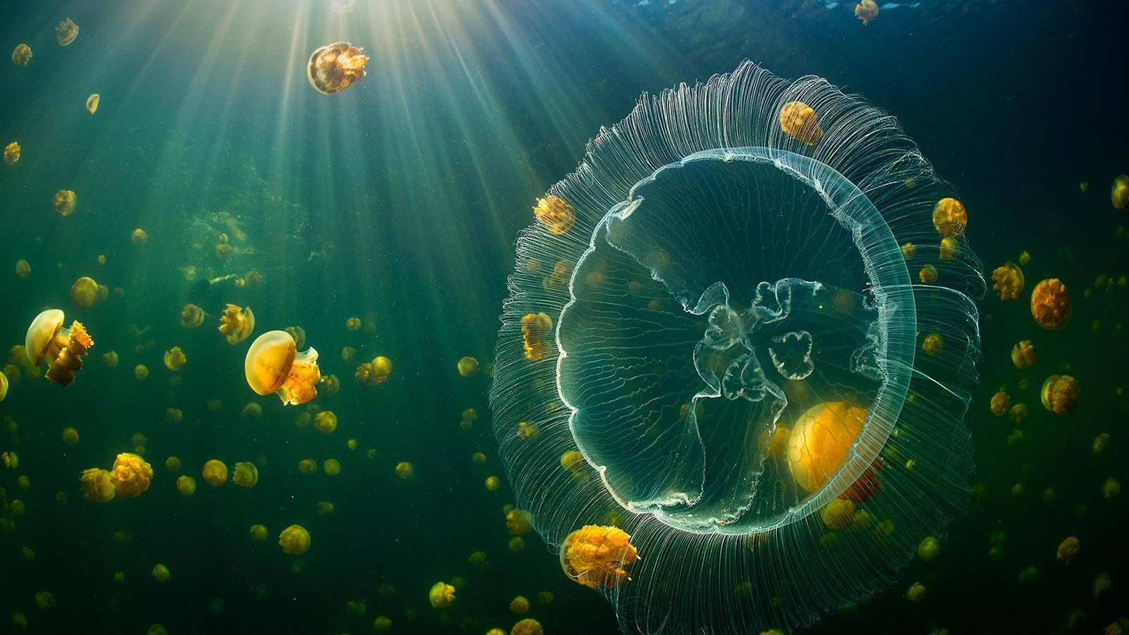 必应壁纸 2021年11月3日 海月水母和一群无刺的黄金水母，印度尼西亚