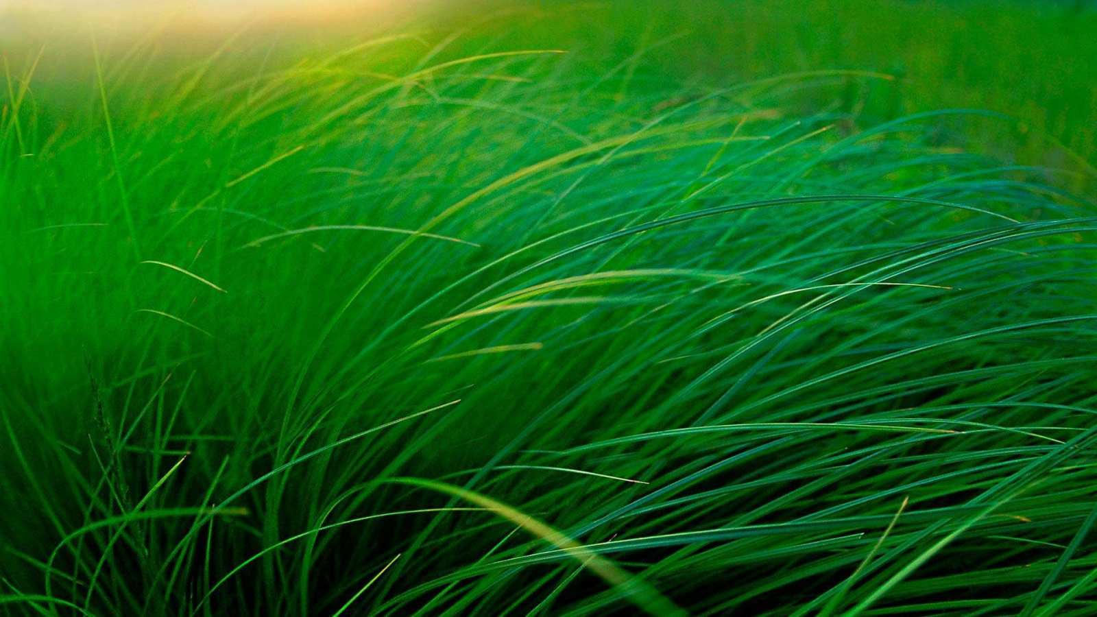 必应壁纸 2018年5月31日 湖边的草地，美国明尼苏达州