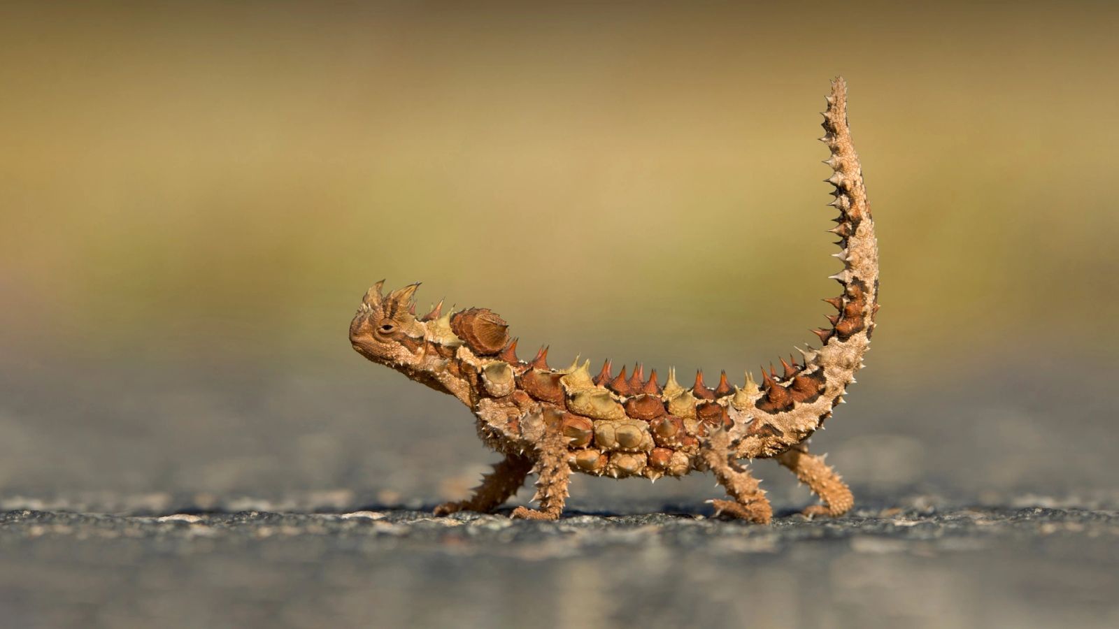 必应壁纸 2024年8月14日 今天感觉很精神