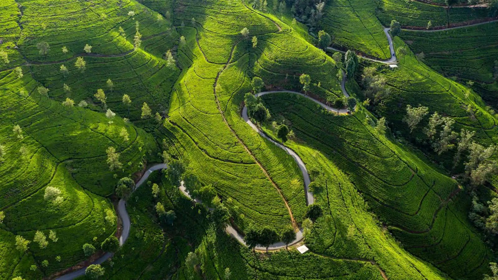 必应壁纸 2023年7月23日 你好，你在找“茶”吗?
