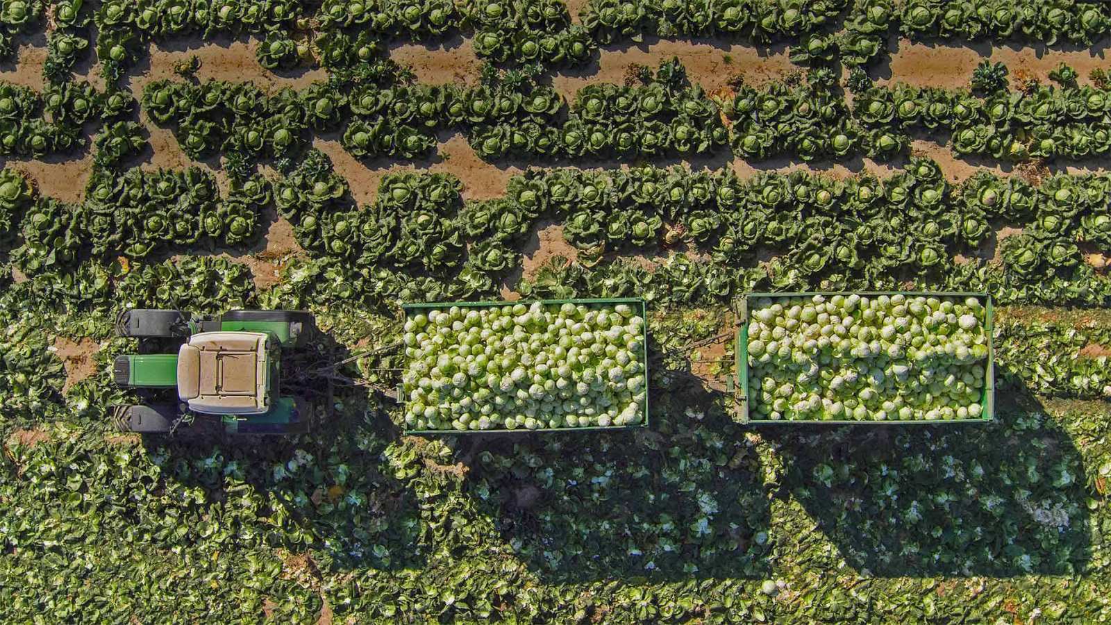 必应壁纸 2020年10月16日 田里的拖拉机和装载着卷心菜的拖车，奥地利圣珀尔滕