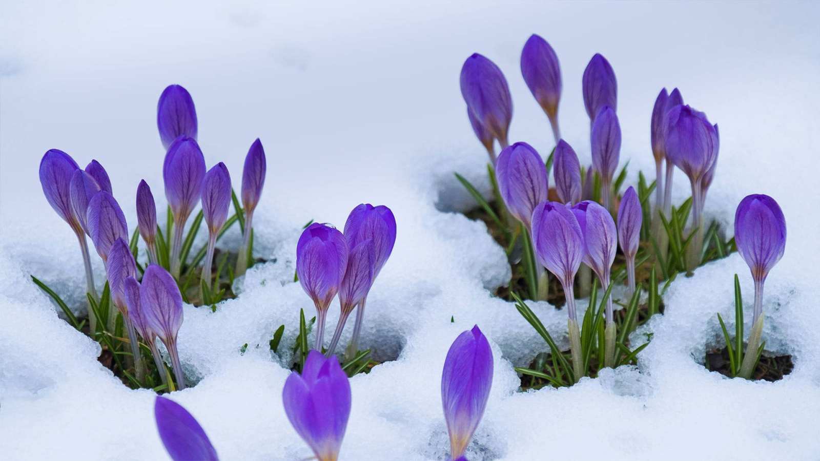 必应壁纸 2019年3月20日 番红花