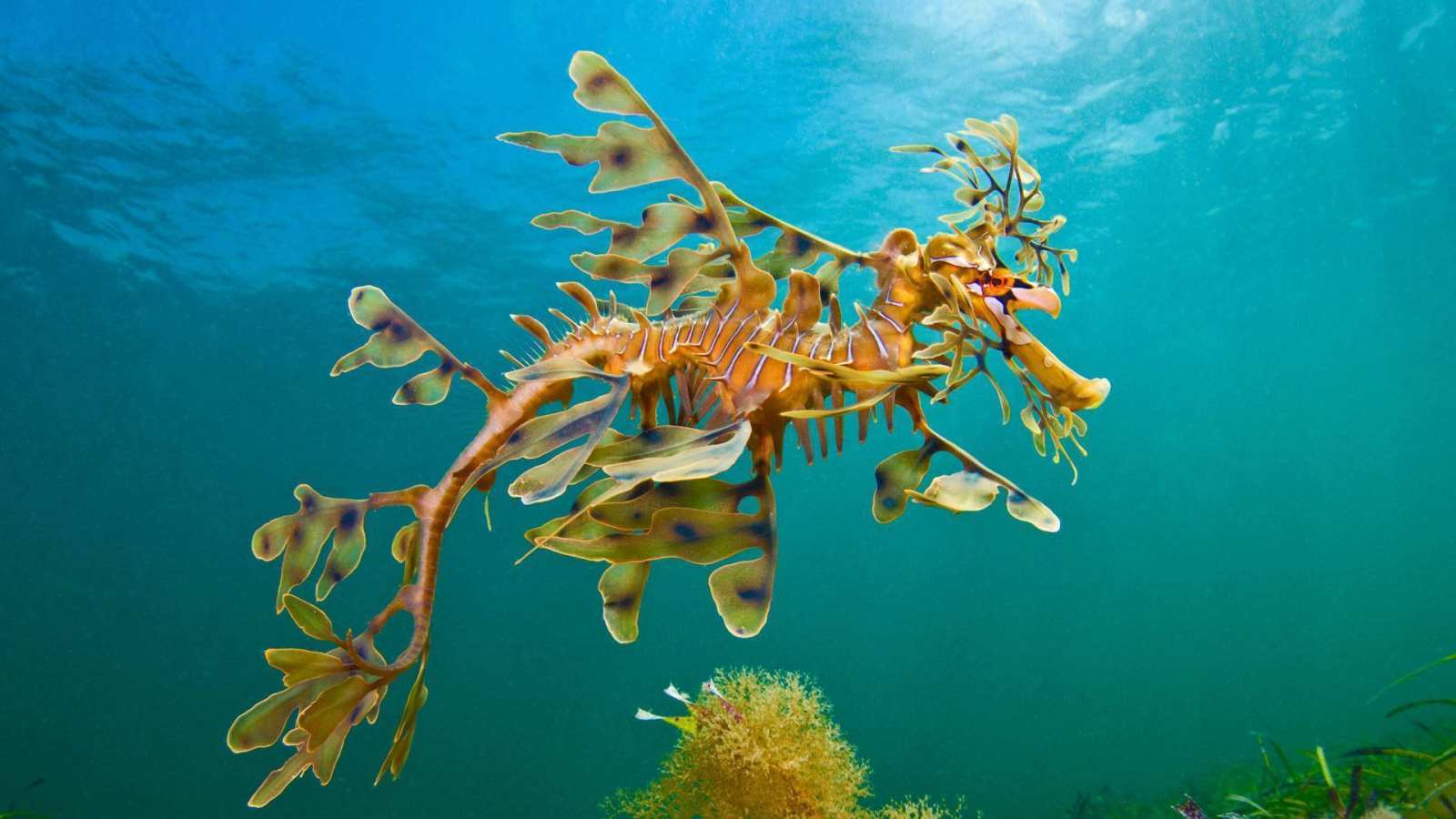 必应壁纸 2018年2月26日 羊毛湾附近海域的叶形海龙，澳大利亚