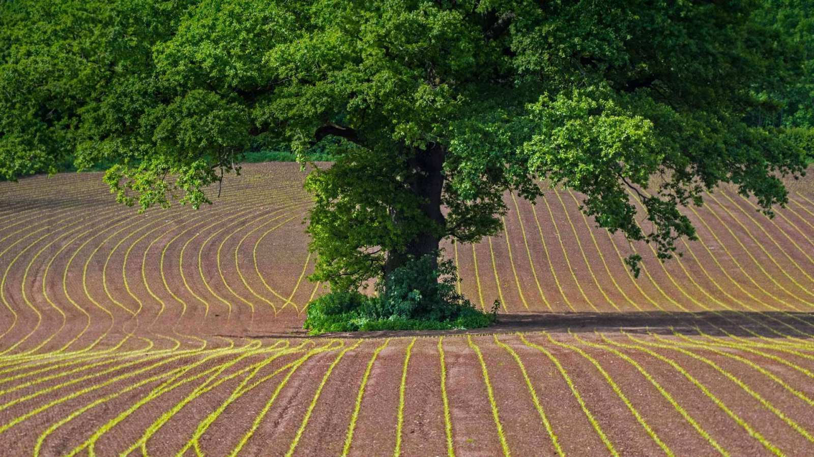 必应壁纸 2018年5月16日 蒙茅斯郡田地上的英国橡树，英国威尔士