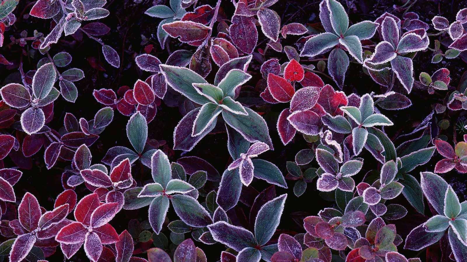 必应壁纸 2019年11月10日 蓝莓植物上的霜，加拿大新不伦瑞克