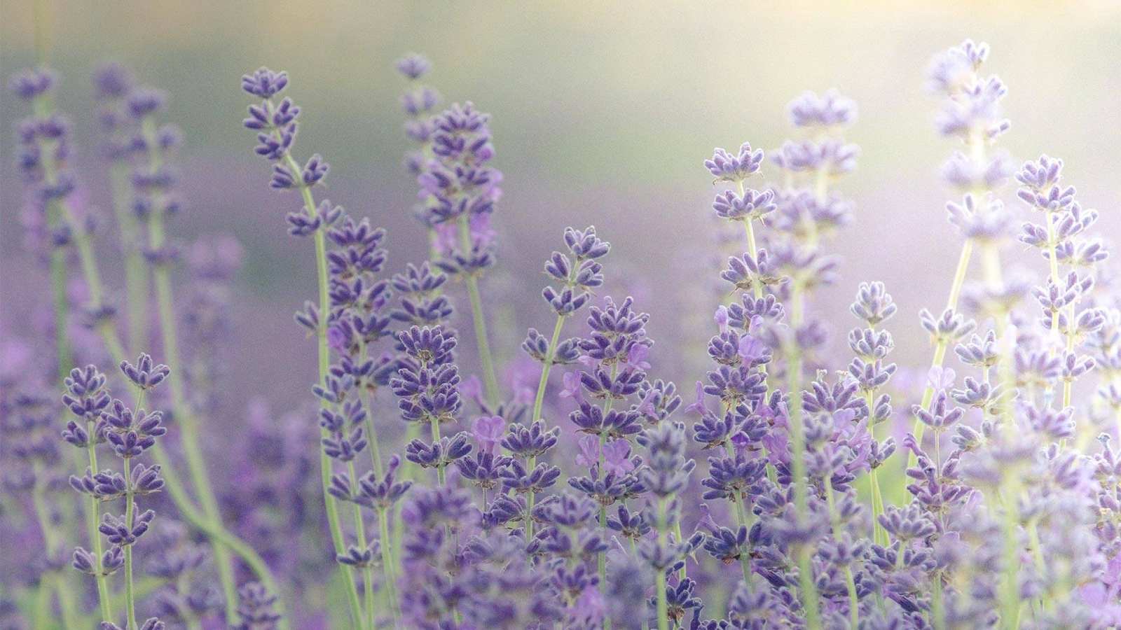 必应壁纸 2021年6月30日 薰衣草田，英国牛津