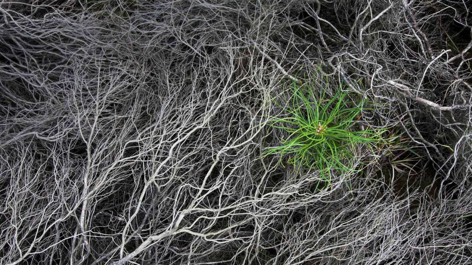 必应壁纸 2017年3月26日 被烧焦的石南花中一颗刚萌芽的松树苗，Strabrechtse Heide，荷兰