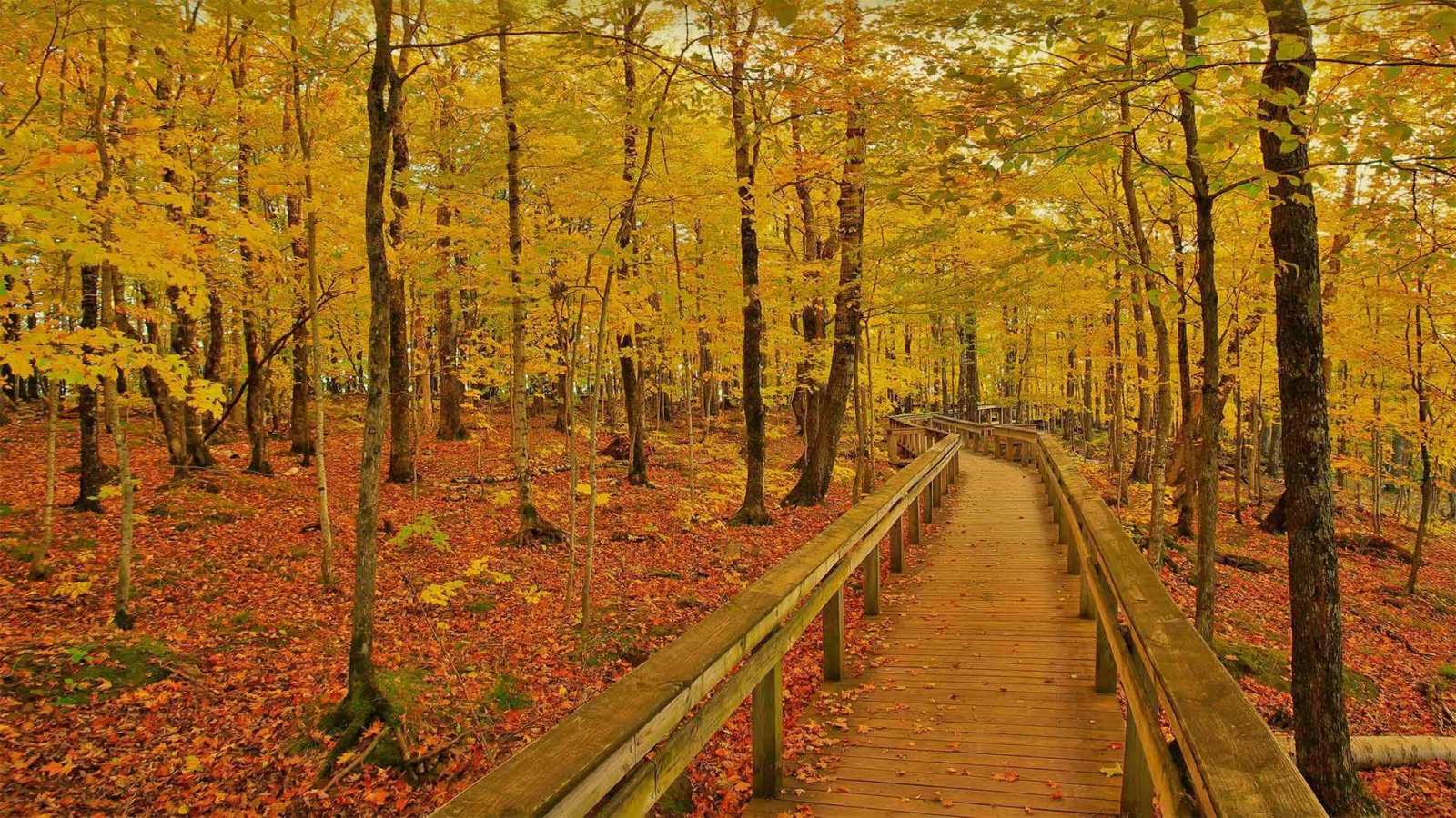 必应壁纸 2021年9月25日 Escarpment Trail in Porcupine Mountains Wilderness State Park, Michigan
