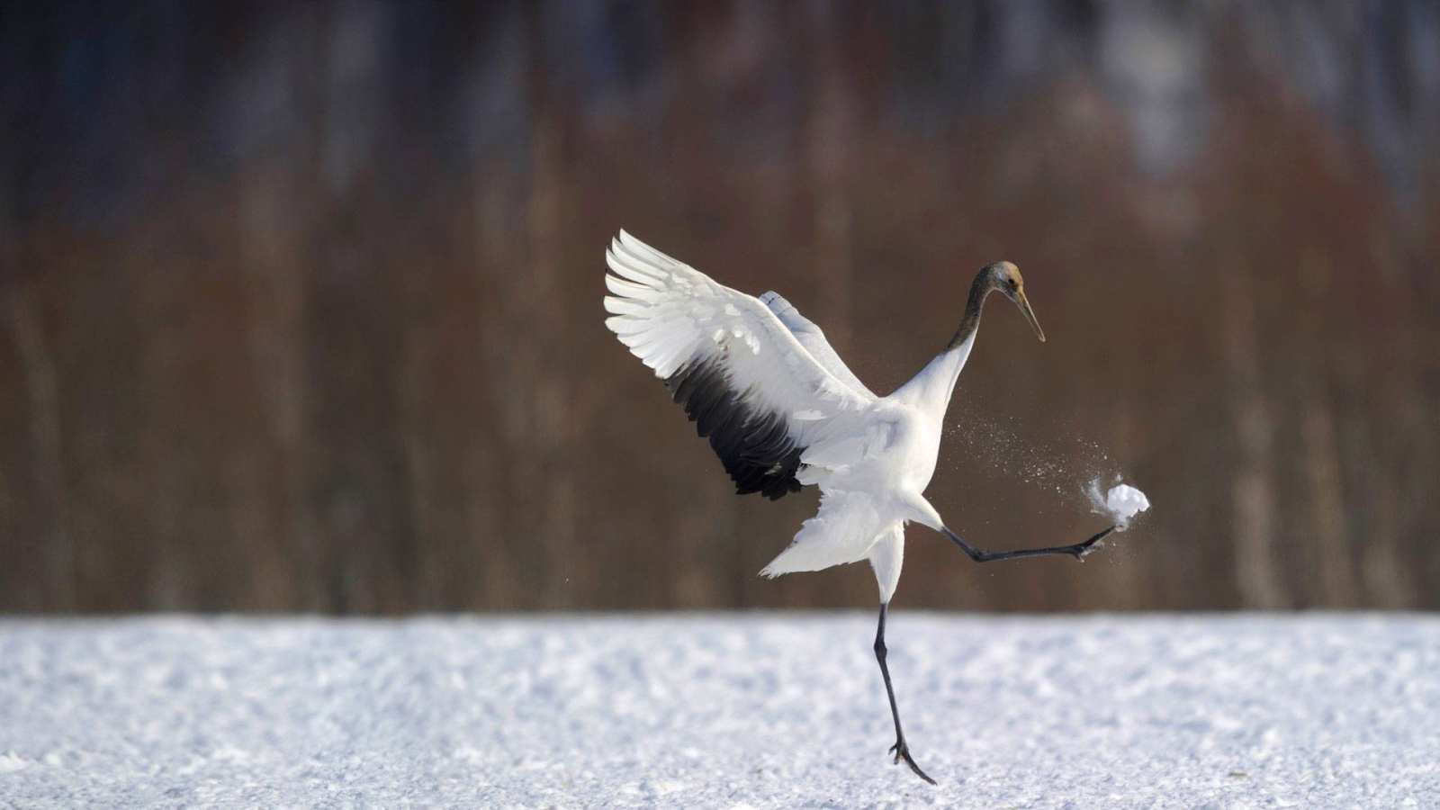 必应壁纸 2019年2月3日 雪地里的一只丹顶鹤，日本北海道