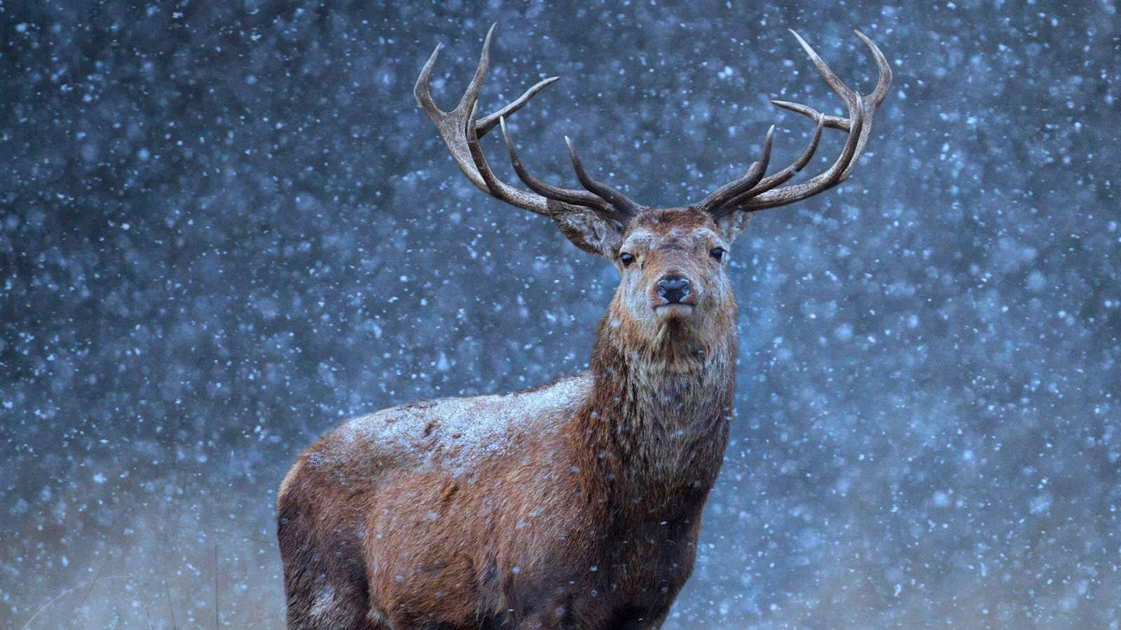 必应壁纸 2016年12月24日 雪地里的红鹿