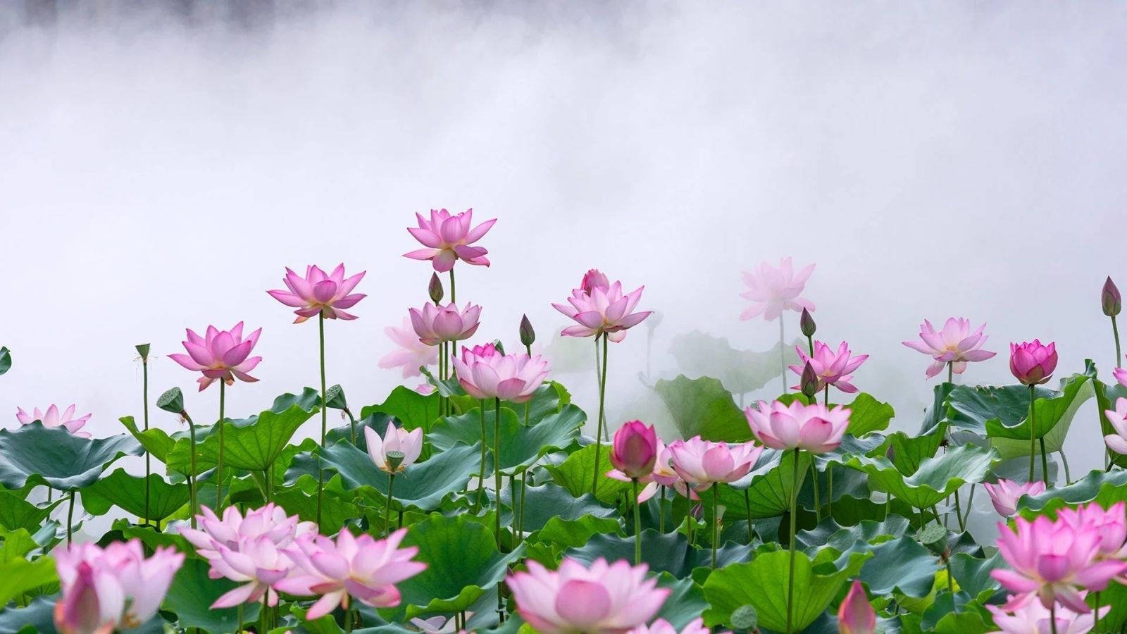 必应壁纸 2025年6月21日 此花端合在瑶池