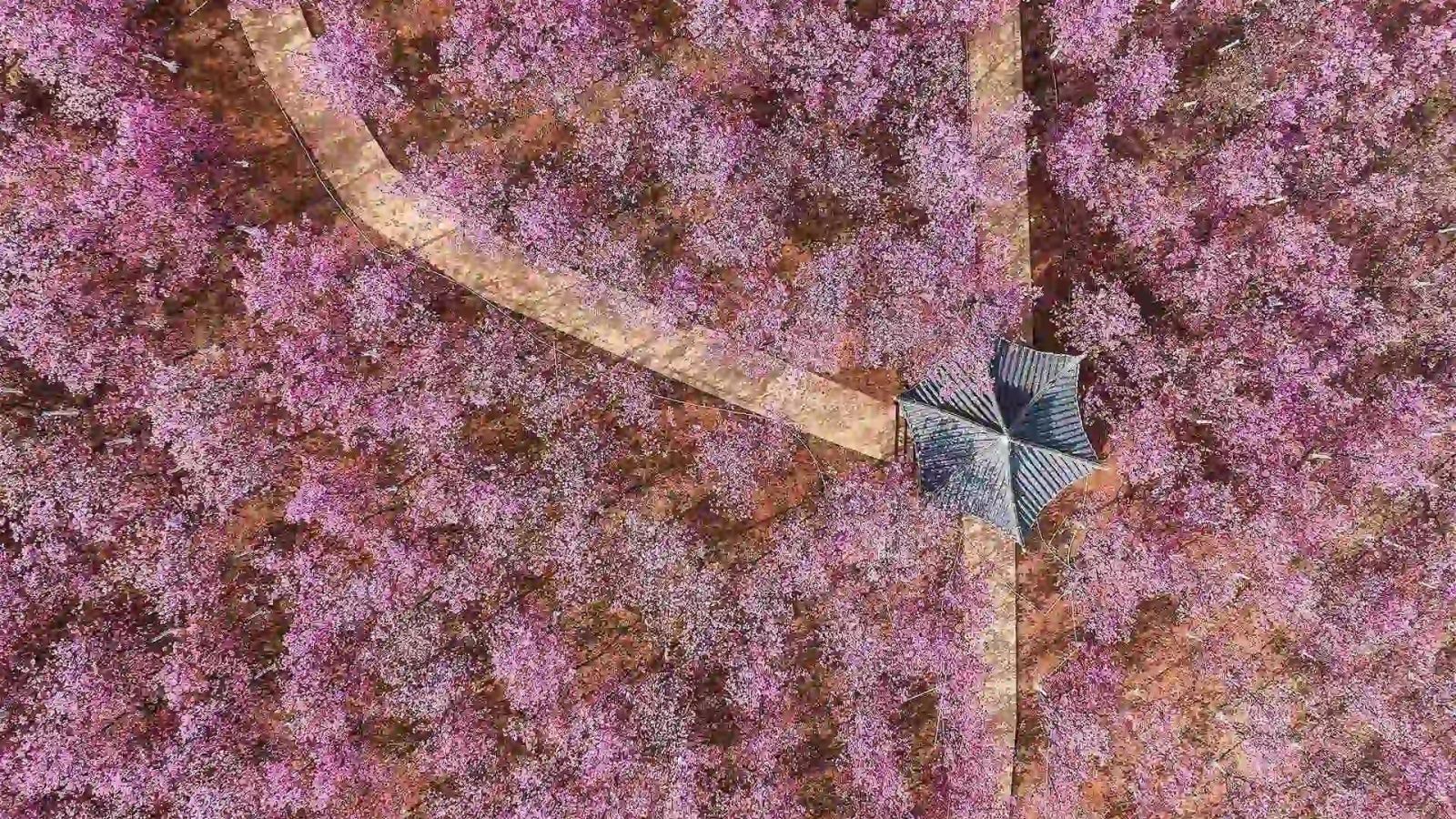 必应壁纸 2024年3月20日 粉嫩的春日美景
