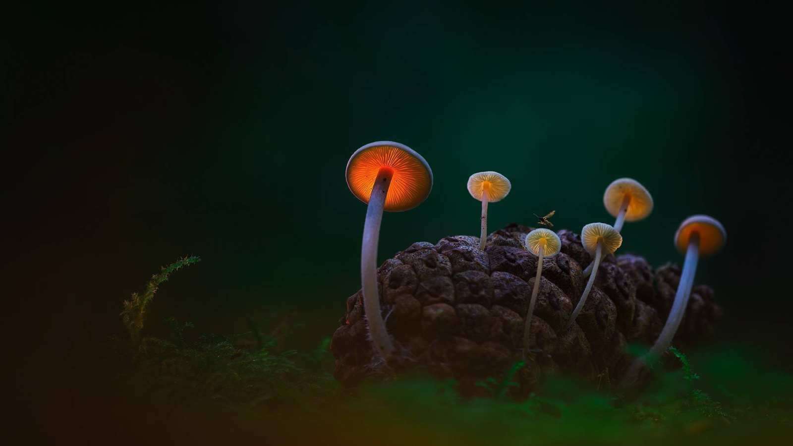 必应壁纸 2016年11月18日 黑暗沙丘中的蘑菇，登海尔德近郊，荷兰