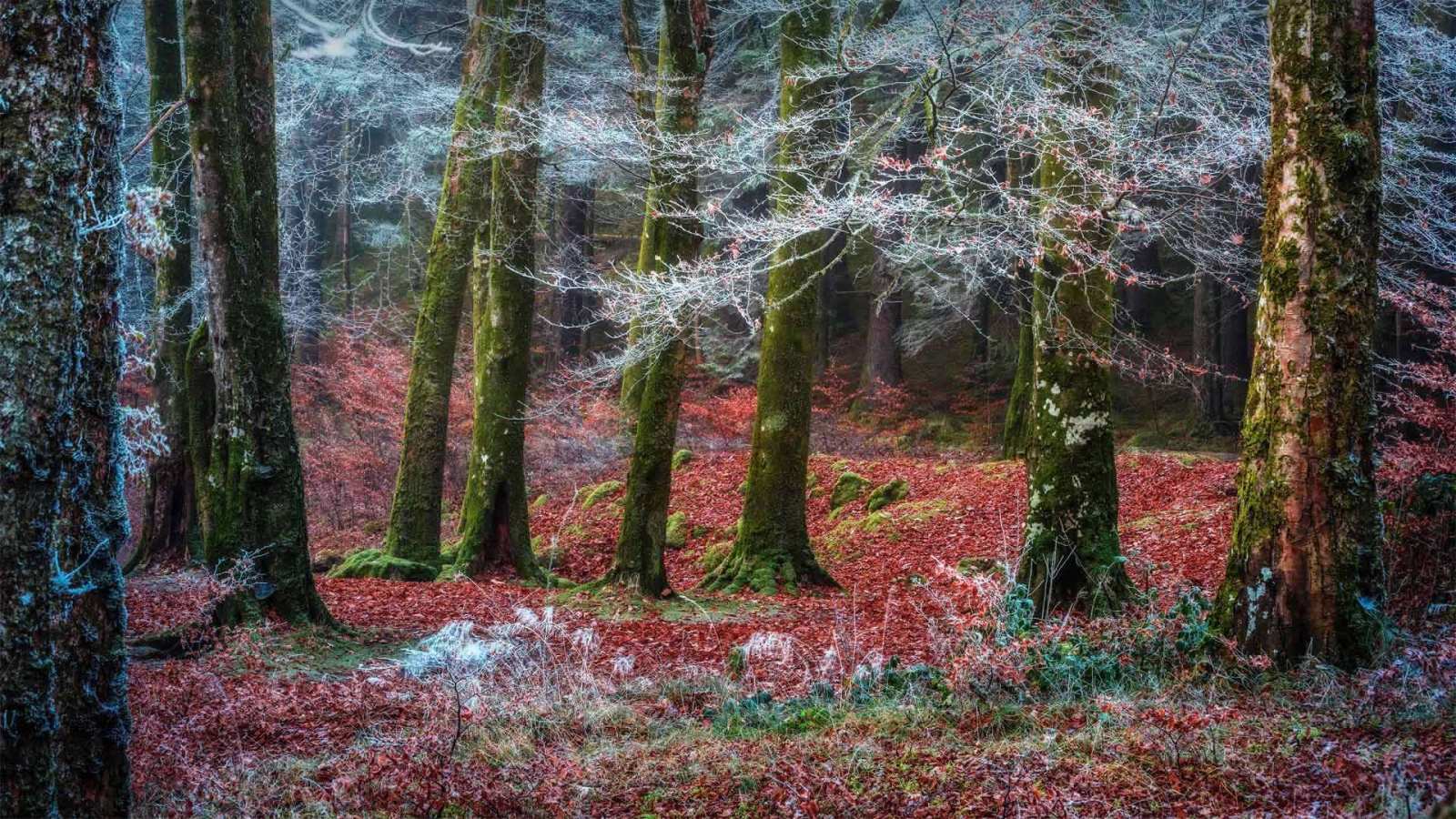 必应壁纸 2021年11月21日 Invergarry村庄附近的森林，苏格兰