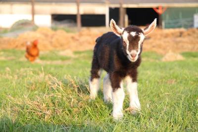 可爱头像