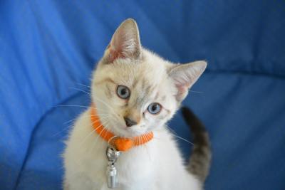 可爱头像