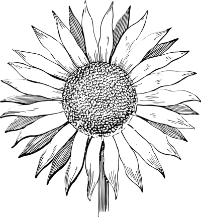 手绘插画头像