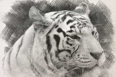 手绘插画头像