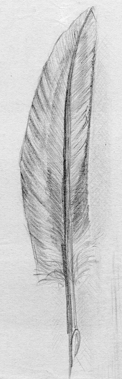 手绘插画头像