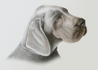 手绘插画头像