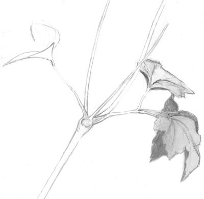 手绘插画头像