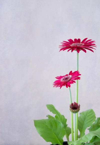 简约线条头像