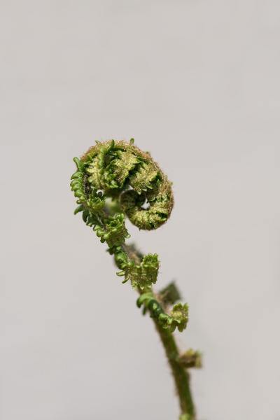 简约线条头像