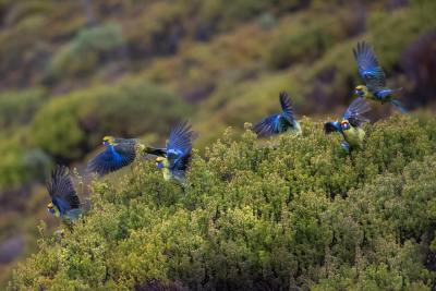 萌宠动物头像