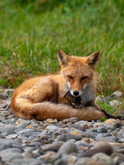 萌宠动物头像