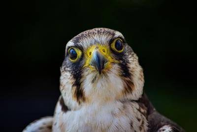 真人写真头像